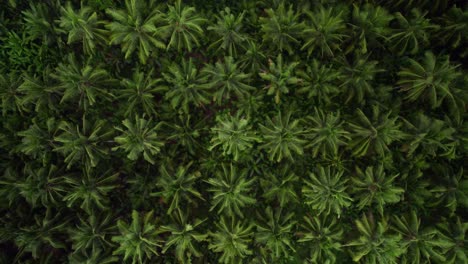 Top-down-aerial-view-of-tropical-palm-tree-in-wilderness-jungle-forest-in-bali-indonesia-island