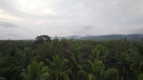 Vista-Aérea-De-Palmeras-De-La-Isla-De-Bali-Selva-Y-Montañas-Paisaje-Indonesia-Paraíso-Tropical