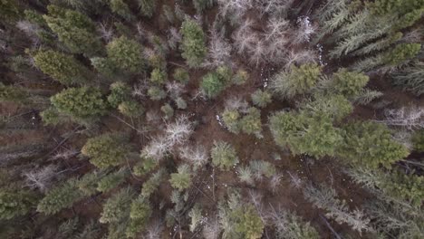 Volando-Sobre-Un-Bosque-Vacío-En-La-Temporada-De-Primavera-Tiro-Directo-Hacia-Abajo