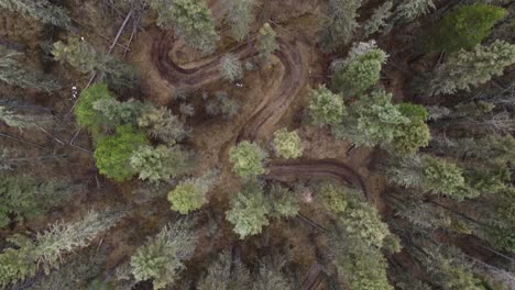 Forest-in-fall-with-beautiful-downhill-pathway-from-above