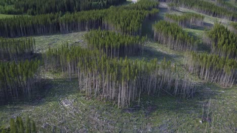 Cut-down-forest-surrounded-by-Rocky-Mountains-and-highway