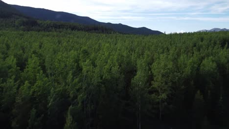 Flying-over-top-of-the-trees-in-mountains-during-summer-time