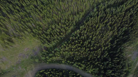 Endless-forest-landscape-in-the-hilly-and-mountains-area-with-hiking-pathways