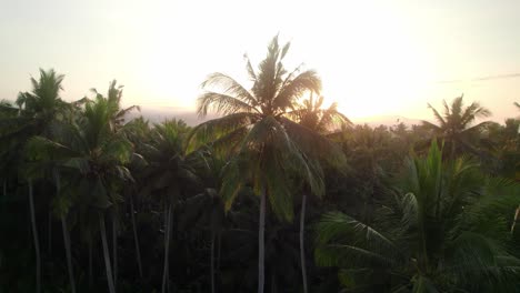 Bali-indonesia-sunray-sunshine-with-palm-tree-jungle-rainforest-in-tropical-paradise-at-sunset