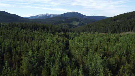 Aerial-shot-over-top-of-the-trees-with-the-Rocky-Mountains-on-background