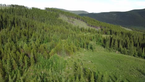 Flying-over-forest-in-the-mountains-in-a-summertime-with-green-fields