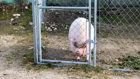 Large-domestic-pig-behind-fence-in-Churchill-Manitoba-Northern-Canada