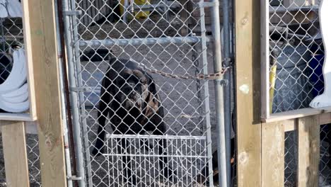 Gran-Perro-Negro-Detrás-De-Una-Valla-Moviendo-La-Cola-En-Churchill,-Manitoba,-Canadá,-Protección-Del-Hogar