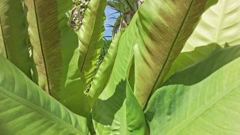 Close-up-of-lush-green-jungle-foliage-in-the-Philippines