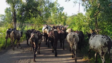 Rebaños-De-Vacas-Que-Pasan-Por-La-Carretera-Entre-Los-Campos-Rurales