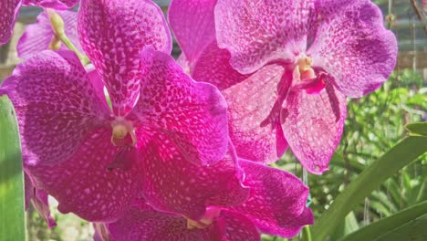 Close-up-shot-of-a-bright-pink-Orchid-flower