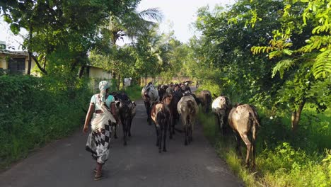 Female-Shepherd-With-Cows-In-Rural-India---tracking