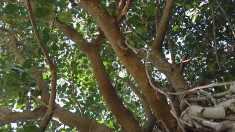 Low-Angle-View-Of-Mangrove-Forest-On-The-Lakeshore