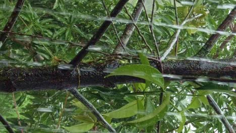 Vertical-Video-of-very-heavy-rains-during-the-rainy-season-pouring-down-over-a-Mango-Tree