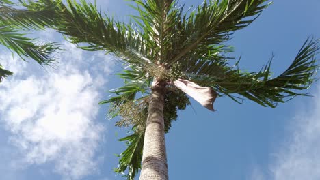 Rotating-trance-like-shot-of-a-palm-tree-blowing-in-the-wind