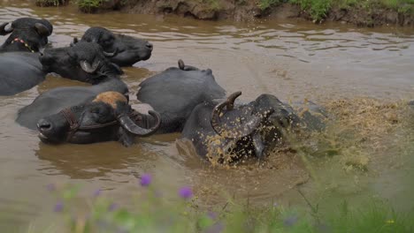 Water-Buffalo-Herd-Swimming-In-The-River