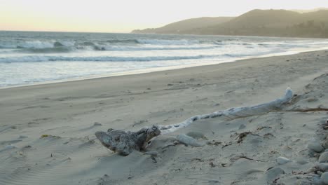 Driftwood-washed-up-on-the-beach-at-sunset