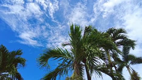 Calm-palm-trees-against-bright-blue-skies-with-fluffy-white-clouds