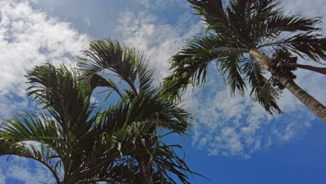 Looking-up-at-palm-trees-against-a-bright-blue-tropical-sky