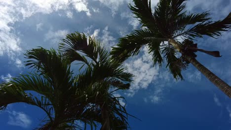 Zeitraffer-Von-Palmen-Gegen-Sonnigen-Blauen-Himmel