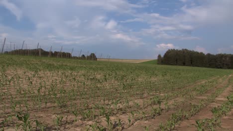 Pan-shot-of-corn-field-in-early-summer,-in-Bavaria,-Germany