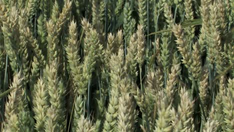 Slider-or-dolly-shot-over-ripe-wheat,-Bavaria,-Germany