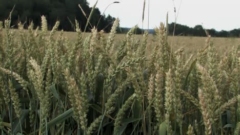 Dolly-or-slider-shot-along-wheat-near-Tauberfeld,-Bavaria,Germany