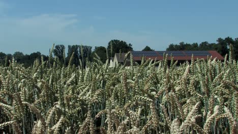 Slider-shot-towards-wheat-near-Ingolstadt,-Bavaria,-Germany