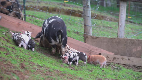 Babyschweine-Mit-Mama-Schwein,-Das-Gülle-Macht