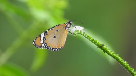 Hermosa-Mariposa---Flor