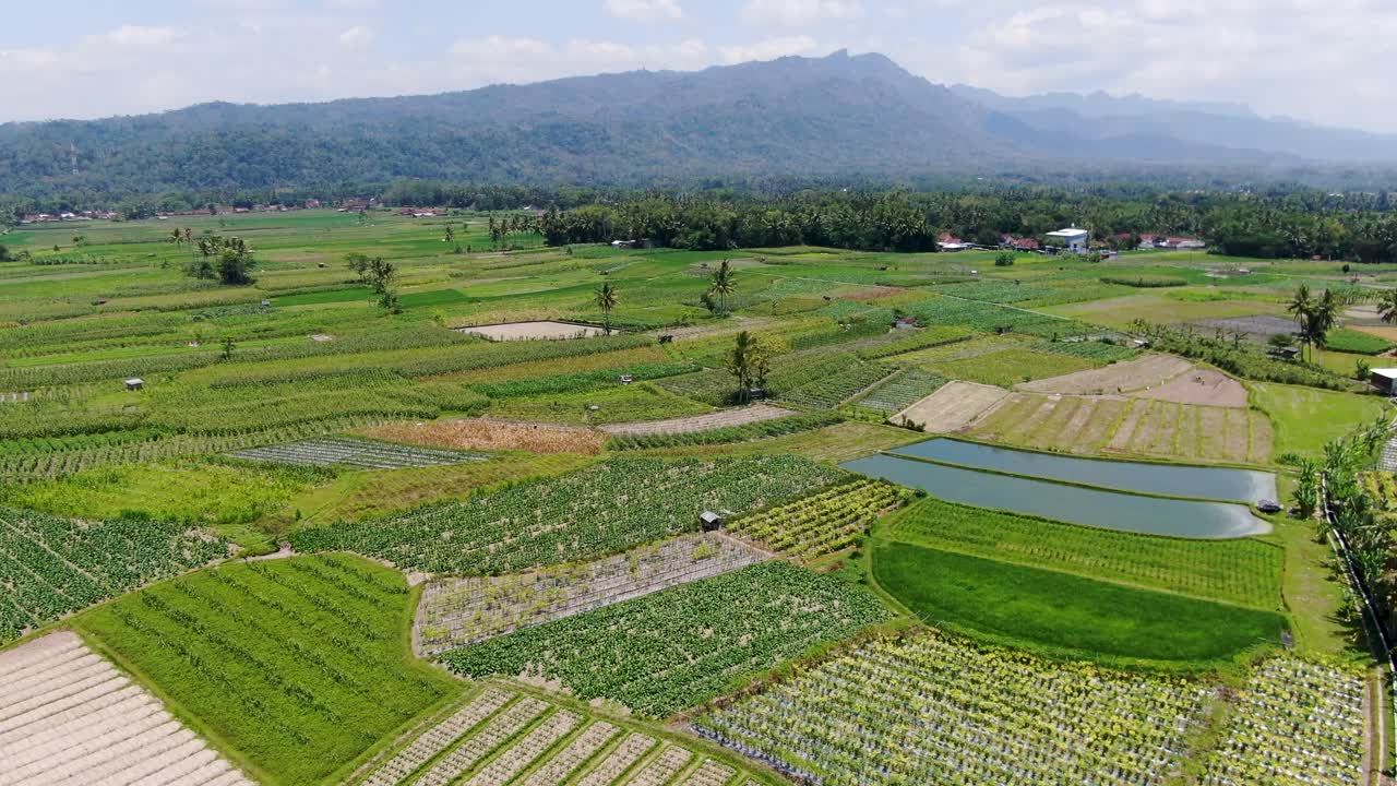 Wet Paddy Rice Fields In Middle Of Indonesia Free Stock Video Footage ...