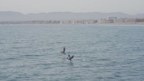 Dos-Pájaros-Acuáticos-Despegan-Del-Agua-En-La-Playa-De-Venice-De-Los-ángeles,-Estados-Unidos