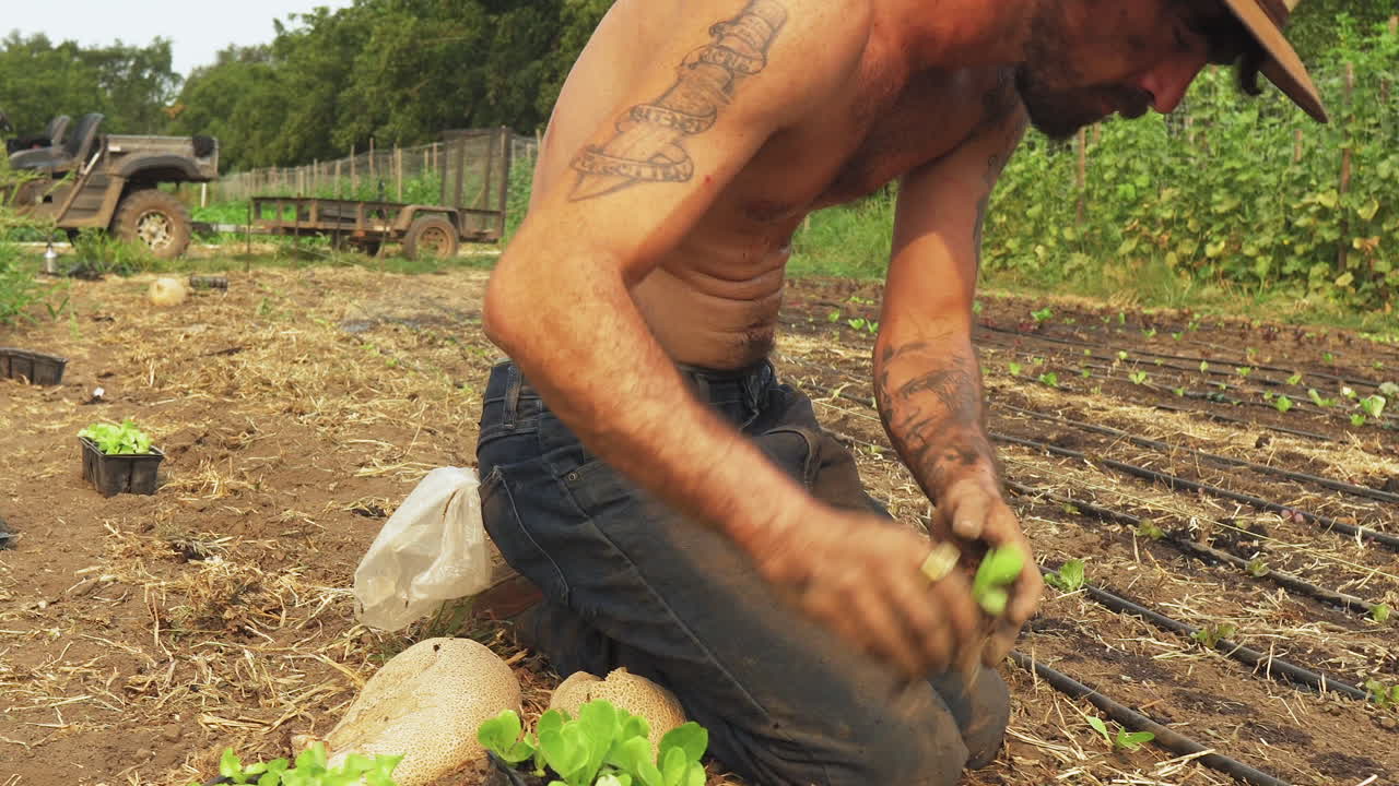 HD wallpaper: person with flower tattoo, green, grass, farm, field, crops,  agriculture | Wallpaper Flare