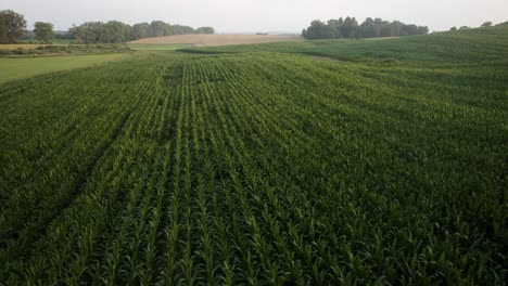 Aerial-trucking-shot-of-the-young-green-corn-farm-field-in-the-morning-sun