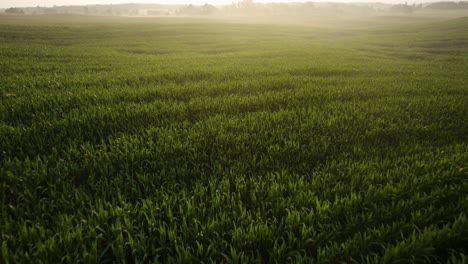 Aerial-shot-of-the-young-green-cornfield-on-a-misty-morning