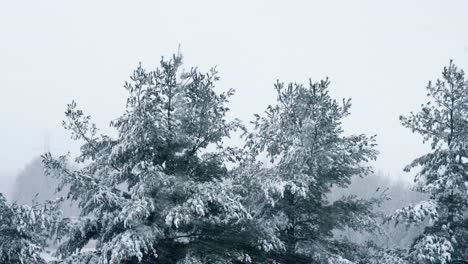 Wintertime-snow-covered-pine-trees-while-it-is-snowing-hard-outside