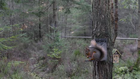 Slow-motion-footage-of-a-wild-Eurasian-red-squirrel-eating-nuts-from-a-bird-feeder-on-a-Scots-pine-tree-at-Centre-Parks-in-Whinfell-Forest-with-birds-flying-in-the-background