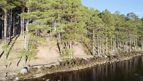 Aerial-drone-footage-panning-over-the-surface-of-a-frozen,-ice-covered-loch-in-the-Cairngorms-National-Park-Scotland-with-a-native-scots-pine-forest-along-the-shore-and-clear-blue-sky