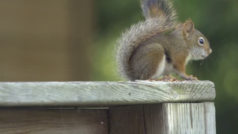 Portrait-Of-A-American-Red-Squirrel-Feeding-In-Slow-Motion