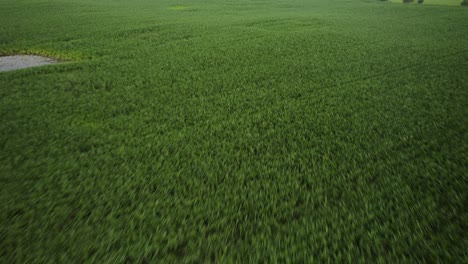 Fast-flyover-the-young-green-cornfield-on-early-morning