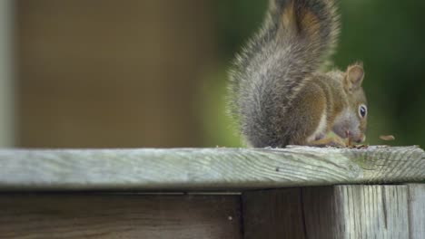 Slow-Motion-Show-Of-A-Fluffy-Red-Squirrel-Feeding-,-Wild-Mammal