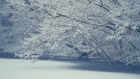 Erster-Schnee---Äste,-Die-über-Dem-Stillen-Wasser-Des-Sees-Hängen,-Sind-Mit-Frischem-Schnee-Bedeckt