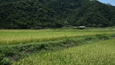 Light-green-rice-paddy-next-to-dark-green-mountain