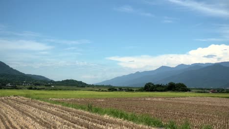 Harvested-rice-fields-drying-under-hot-summer-sun-with-mountains-in-background
