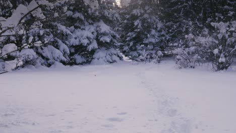 Blick-Auf-Schneebedeckte-Nadelbäume-An-Einem-Winterlichen-Abend