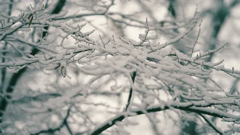 The-first-snow-on-the-thin-delicate-branches