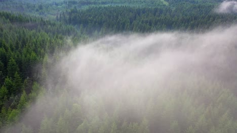 Aerial-view-of-a-large-forest,-going-through-clouds---beautiful-fast-drone-video