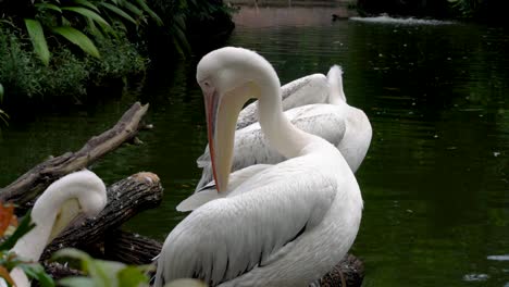 Pelicans-cleaning-their-feathers