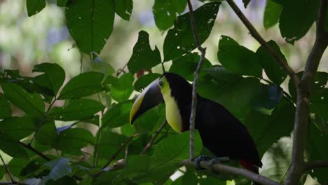 Chestnut-Mandibled-Toucan-perched-on-branch-turns-head-and-hears-sounds,-animal-behavior