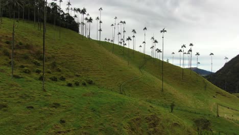 Drone-shot-of-wax-palm-trees-on-a-green-hill-in-Cocora-Valley,-Colombia
